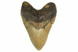 Serrated, Fossil Megalodon Tooth - Huge NC Meg #298816-1